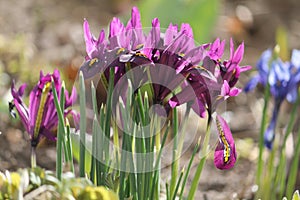 Purple netted iris Iridodictyum reticulatum or Iris reticulata flowers in garden