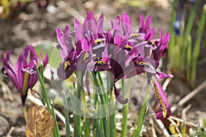 Purple netted iris Iridodictyum reticulatum or Iris reticulata flowers in garden