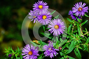 Purple New England Aster, Aster novae-angliae