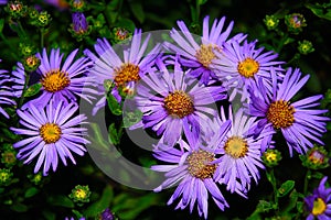 Cute purple autumn asters in the evening dusk. Easy to grow perennial flowers. August and september blossom