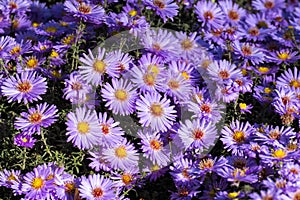 Purple New York aster. Daisy-like flowers with golden centers