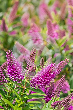 purple New Zealand hebe flowers in bloom with blurred background and copy space