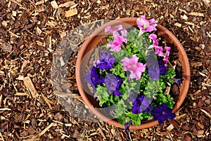 Purple nicotiana flowers and red mulch