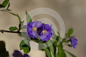 Purple nightshade flower bush Lycianthes rantonnetii