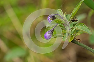 Purple nightshade Solanum xanti buds caught in a spider web, California