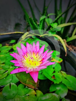 A purple Nimphaea lotus (Nymphaea Capensis Purple).