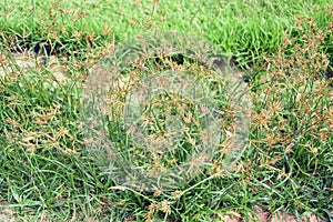 Purple nutsedge or nut grass, a grass-like weed in the sedge family