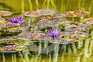 Purple Nymphea Water Lily Fairchild Garden Coral Gables Florida