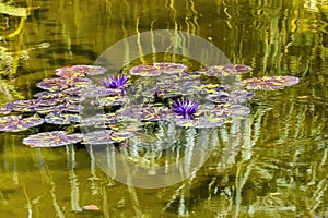 Purple Nymphea Water Lily Fairchild Garden Coral Gables Florida
