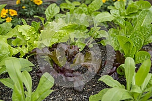 A purple oakleaf lettuce with Companion planting in a raised garden bed