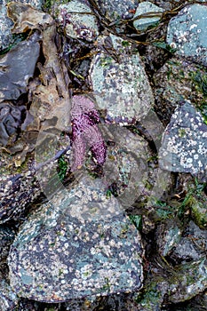 A purple Ochre seastar lies safely tucked in between colourful rocks during low tide at Piper's Lagoon on Vancouver
