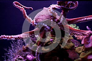 Purple Octopus swimming underwater photo