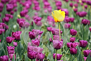 Purple and one yellow tulip flower