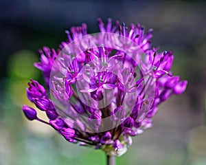 Purple onion bloom close-up, spring season nature