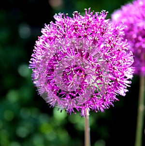 Purple onion flower (allium giganteum)