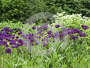 Purple onion flowers, Allium hollandicum Â´Purple sensationÂ´ blooming