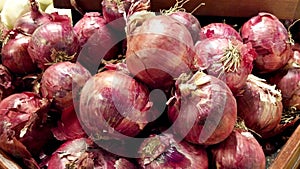 Purple Onions