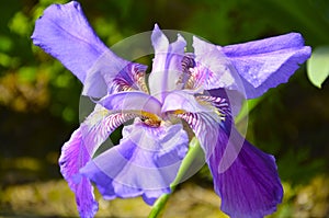 Purple opalesce iris flower isolated