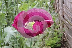 Purple Opium Poppy