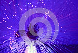 Purple optical fibers as a plant