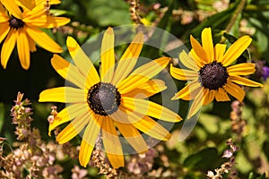 Purple and orange coneflower in Danube City, Vienna