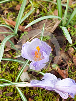 purple and orange crocus flower on single petals top view spring