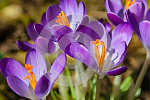 Purple-Orange crocus flowers in spring