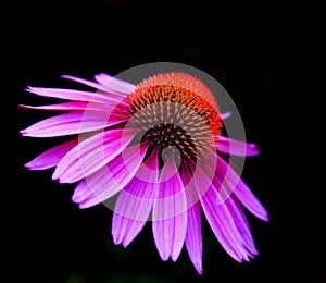 Purple and orange flower