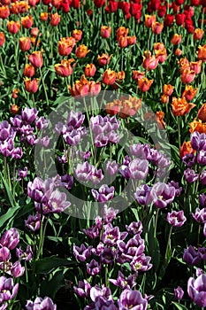 Purple and Orange Patch of Tulips