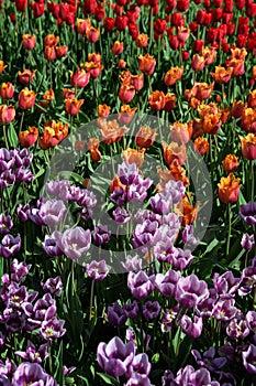 Purple, Orange and Red Bed of Tulips