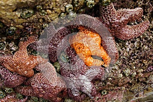 Purple and orange starfish