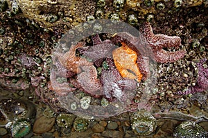 Purple and orange starfish