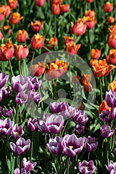 Purple and Orange Tulip Bed