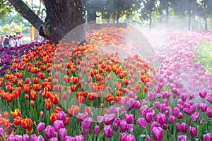 Purple and orange tulip in garden