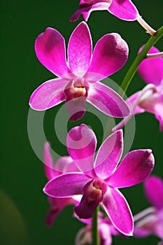 Purple Orchid