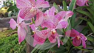 Purple orchid