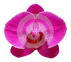 Purpurová orchidea 