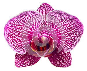 Purple orchid