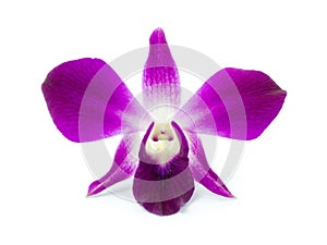 Purple Orchid photo