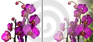 Purple Orchid