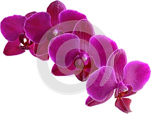 Purple Orchid