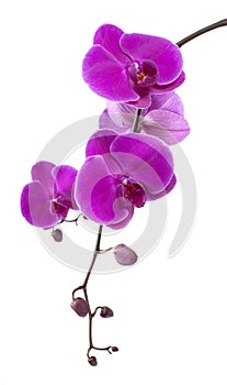 Purple orchid