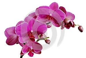 Purple orchid