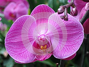 Purple orchid