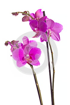 Purple orchid