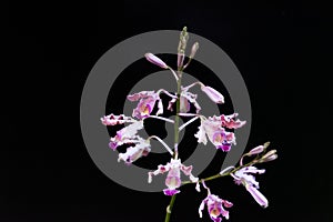 The purple orchid