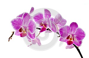 Purple orchid photo