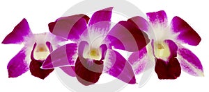 Purple orchid photo