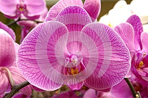 Purple orchid