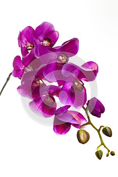 Purple orchid artificial flower